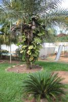 raioluz_1_20130803_1914166730