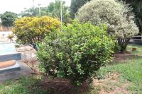 raioluz_6_20130803_1467672113